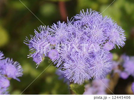 アゲラダム　02 12445406