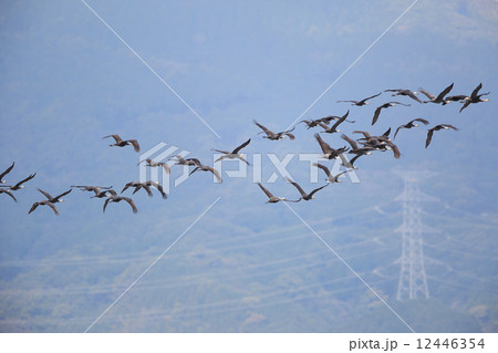 ナベヅル 12446354