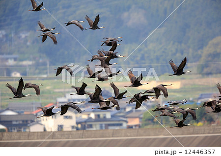 ナベヅル 12446357