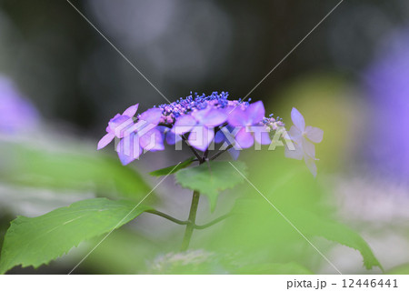 黒姫(アジサイ) 黒姫(アジサイ) 12446441