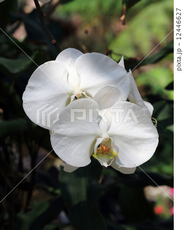 white orchid tropical flowers in garden 12446627