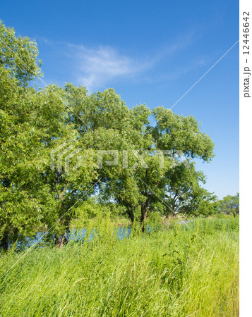 春の川岸の木立 12446642