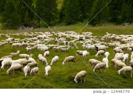 Sheep Sheep 12446770