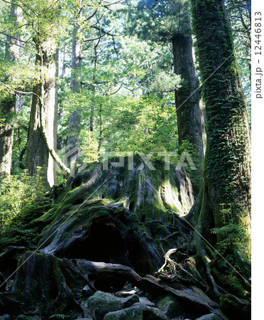 ウイルソン株 ウイルソン株 12446813