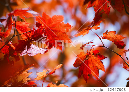 Colored Japanese maple leaves Colored Japanese maple leaves 12447008