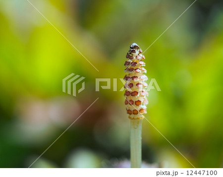 土筆 土筆 12447100