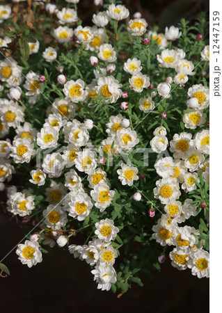 花簪 ハナカンザシと申します。 花簪 ハナカンザシと申します。 12447159