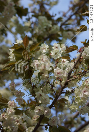 鬱金桜　ウコンザクラと申します。 12447221