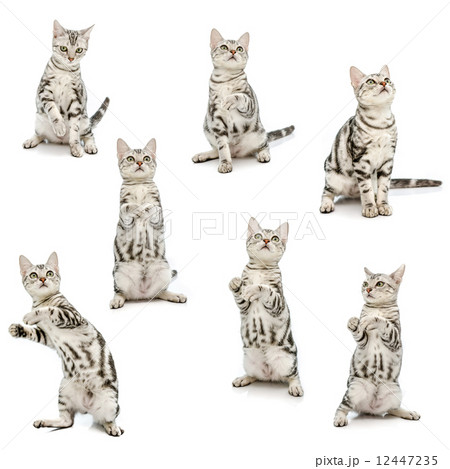 Collection of American Short Hair Kitten 12447235