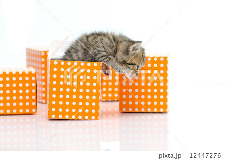 Cute tabby kitten in orange polka dot box on white background Cute tabby kitten in orange polka dot box on white background 12447276