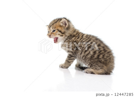 Cute tabby kitten  on white background 12447285