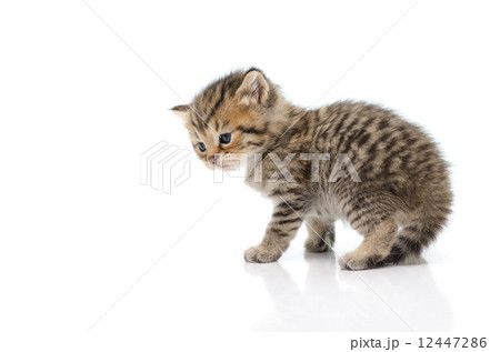 Cute tabby kitten on white background Cute tabby kitten on white background 12447286