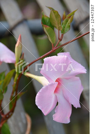 マンデビラ ローズジャイアント マンデビラ ローズジャイアント 12447307