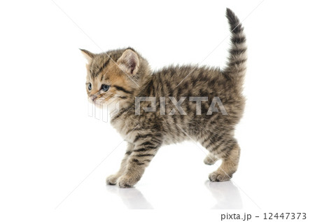 Cute tabby kitten on white background Cute tabby kitten on white background 12447373