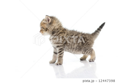 Cute tabby kitten on white background Cute tabby kitten on white background 12447398