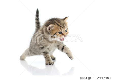 Cute tabby kitten  on white background 12447401