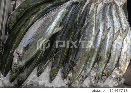 Fish Barracuda Ice Tray Fish Barracuda Ice Tray 12447718