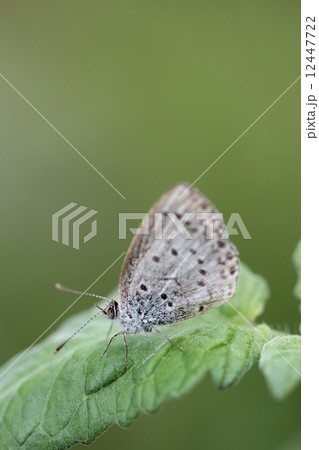 スギタニルリシジミ０１ 12447722