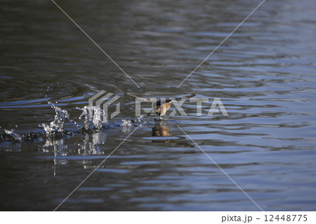 忍者走りのカイツブリ 12448775