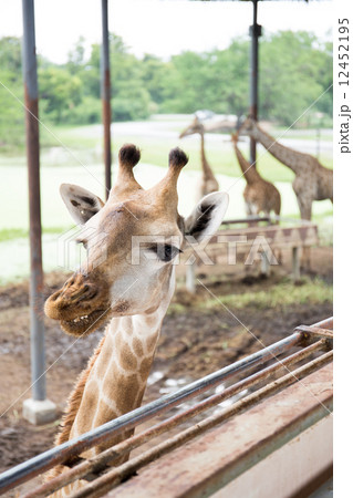 Close up giraffe face Close up giraffe face 12452195