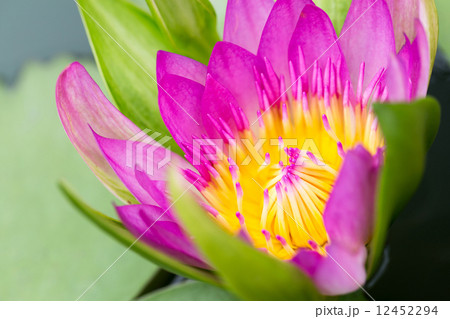A beautiful pink waterlily or lotus flower in pond 12452294