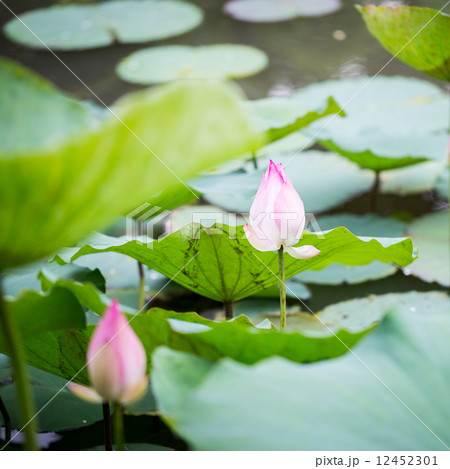 lotus flower on the water 12452301