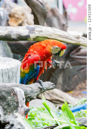 scarlet macaws on the tree scarlet macaws on the tree 12452309