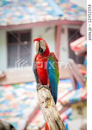 scarlet macaws on the tree 12452358