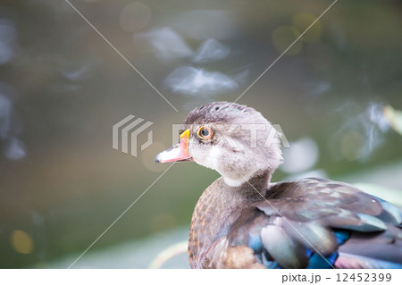 Female Duck 12452399