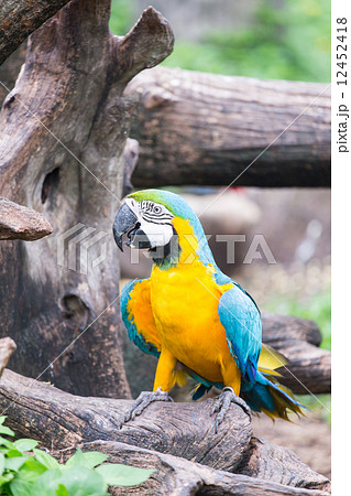 macaw 12452418