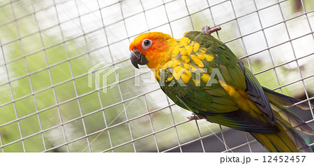Sun Conure Parrot 12452457