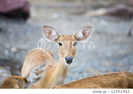 Impala 12452482