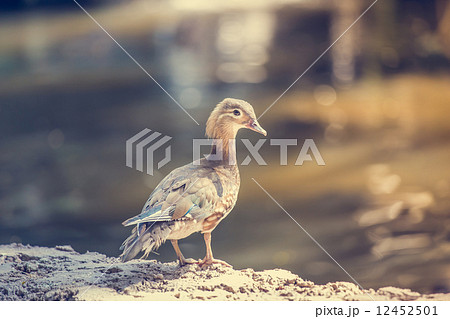 Female Duck 12452501