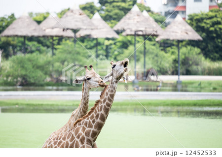 giraffe 12452533