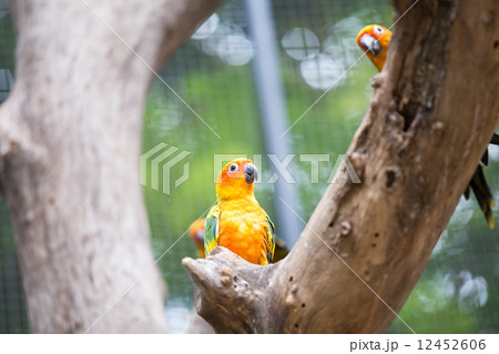 Sun Conure Parrot 12452606