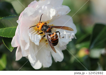 オオスズメバチ 12452692