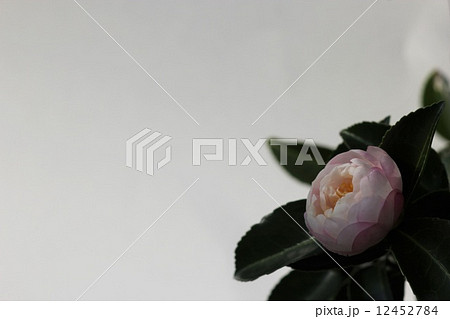 山茶花(朝倉)03 山茶花(朝倉)03 12452784
