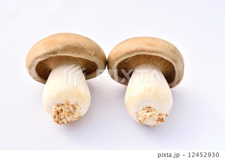 ホンシメジ 12452930