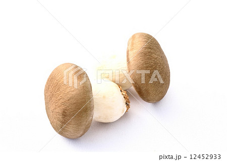 ホンシメジ 12452933