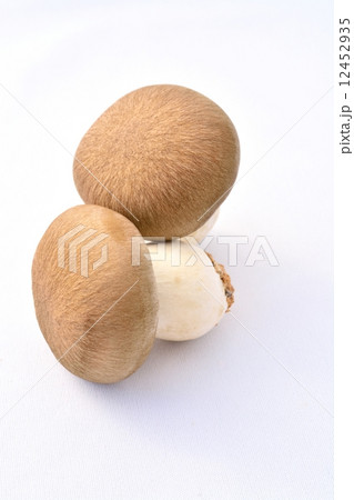 ホンシメジ 12452935