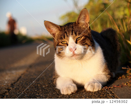 目線を下げる猫 目線を下げる猫 12456302