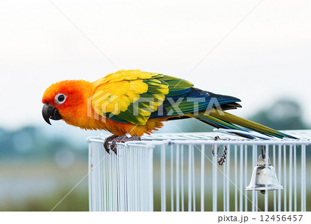 Sun conure parrot ,bird 12456457
