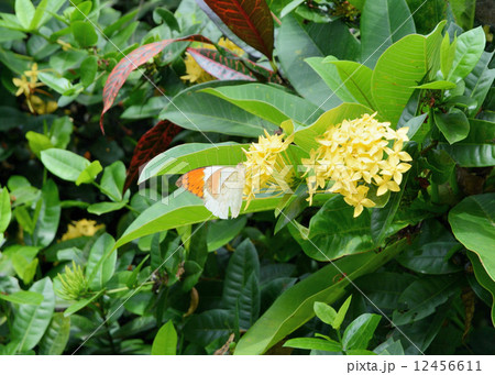 サンタンカを吸蜜するツマベニチョウ サンタンカを吸蜜するツマベニチョウ 12456611