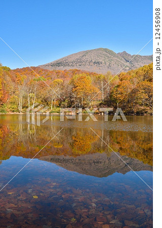 紅葉と笹ヶ峰高原 12456908