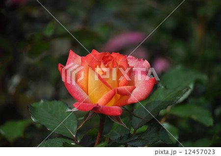 咲きだすレインボーソルベット 12457023