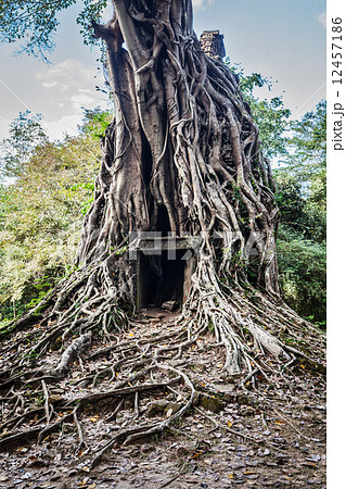 Sambor Prei Kuk temple ruins, Cambodia 12457186