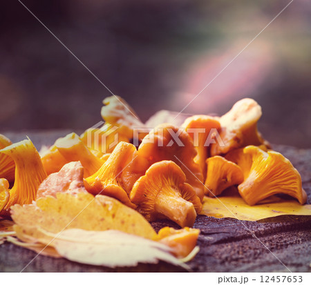Mushroom 12457653