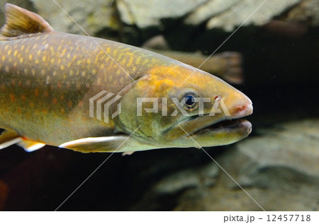 絶滅危惧種 ニッコウイワナ 日本固有亜種 情報不足(DD) 絶滅危惧種 ニッコウイワナ 日本固有亜種 情報不足(DD) 12457718