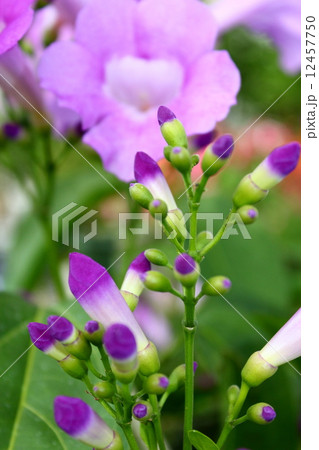 ニンニクカズラ 12457750