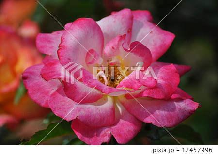 鮮やかなレインボーソルベット 12457996